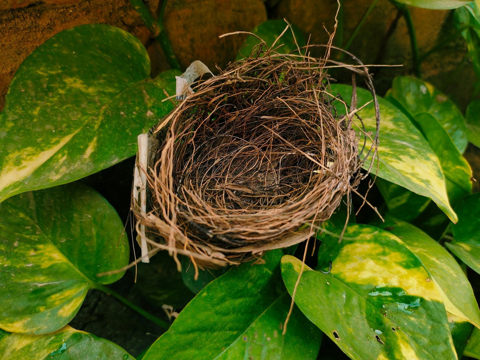Altes Vogelnest aus Naturmaterialien in Nahaufnahme