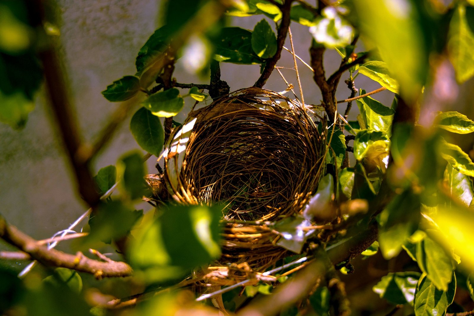 Vogelnest aus Moos und natürlichen Fasern