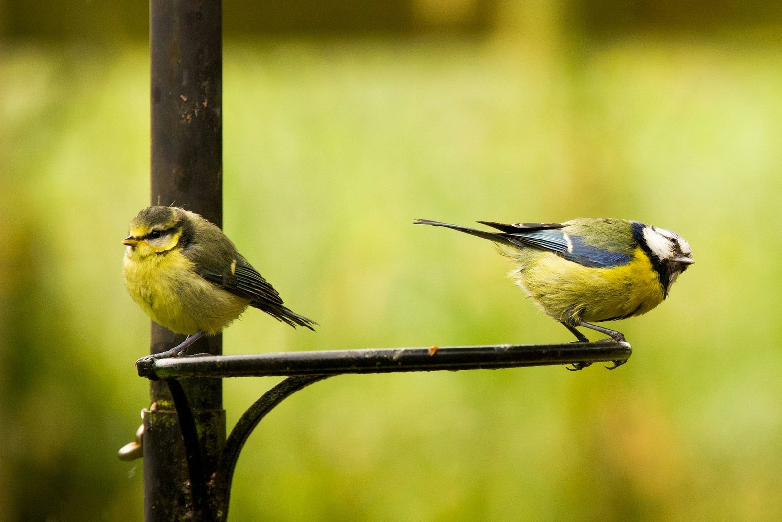 Blaumeise sitzt auf einem Ast im Garten