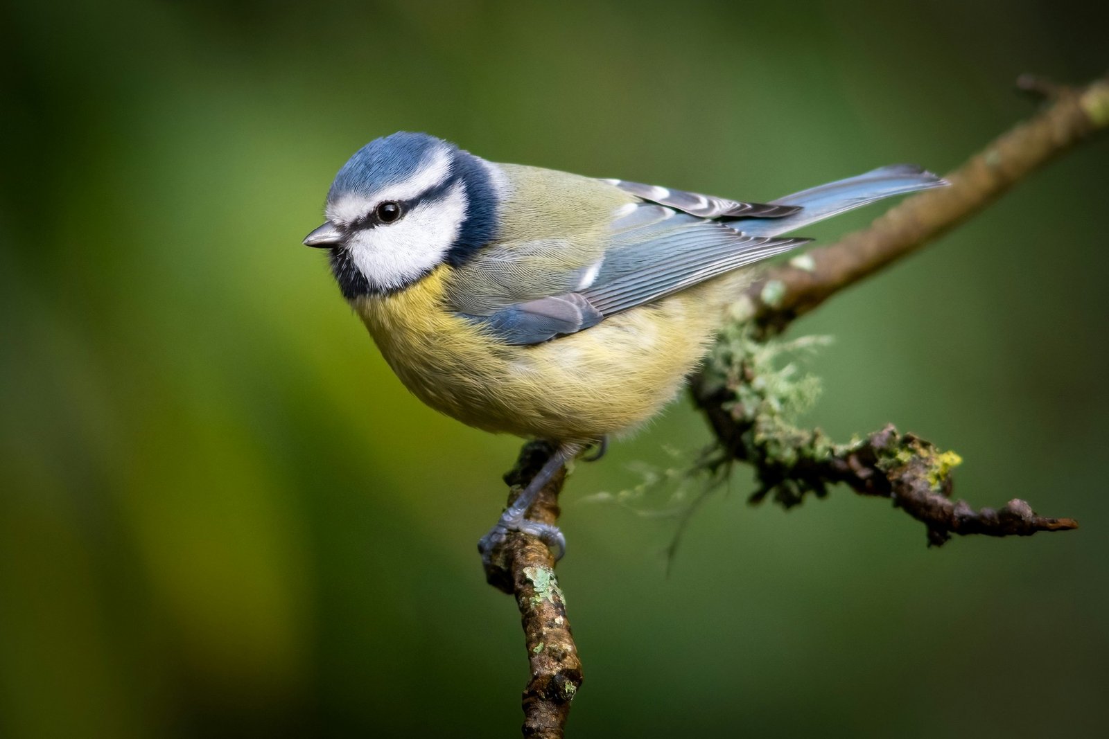 Blaumeise auf einem Ast im Garten
