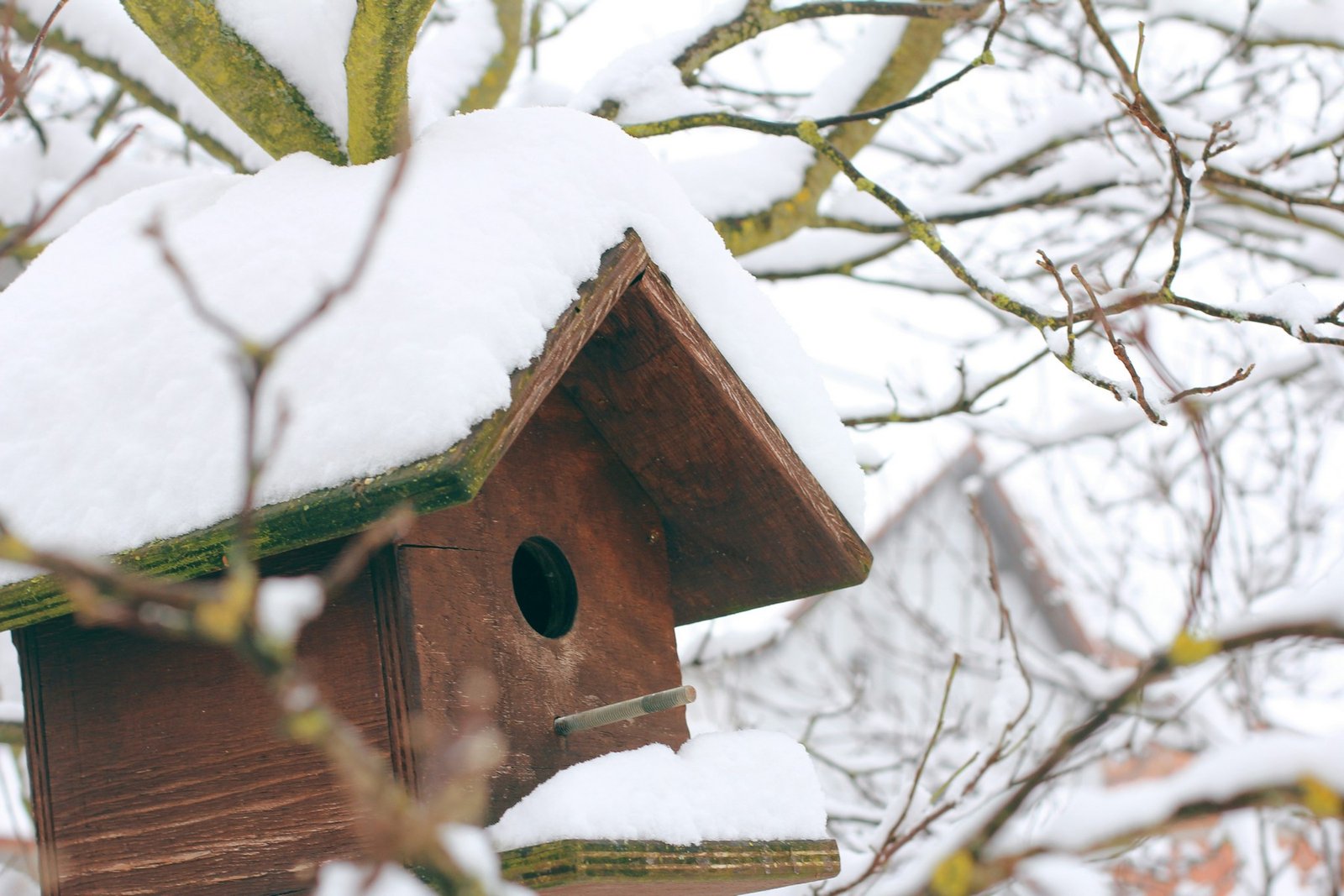 Nistkasten im winterlichen Garten mit Frost
