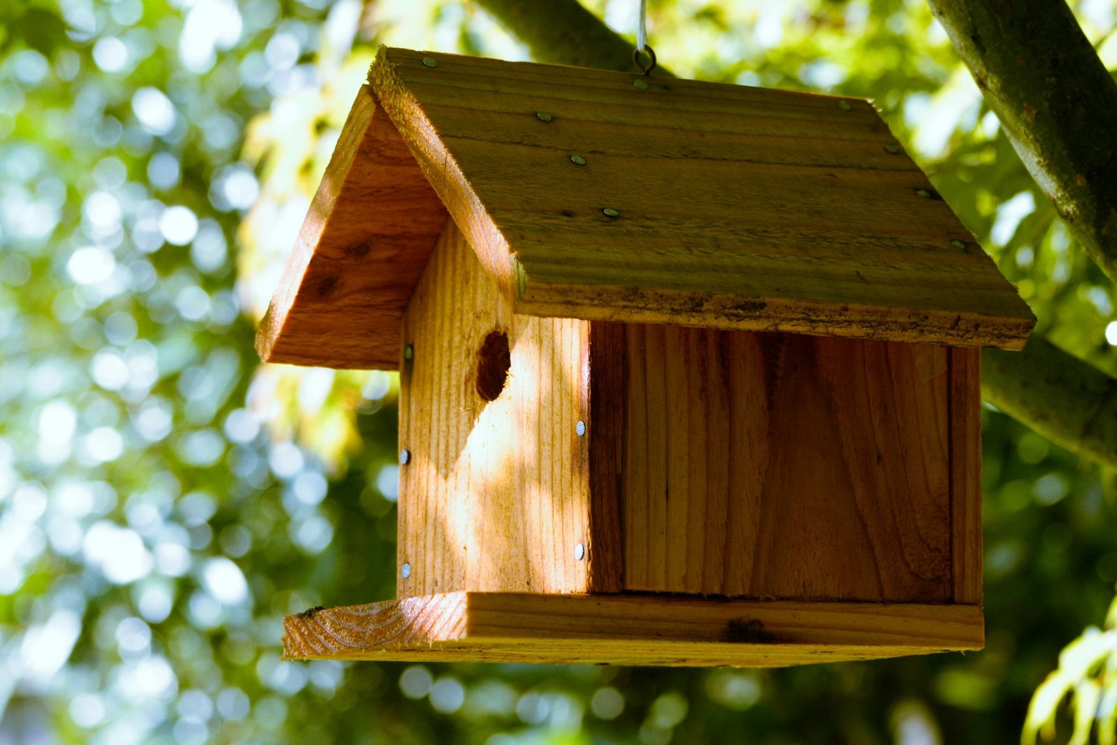 Nistkasten im Garten wird beobachtet