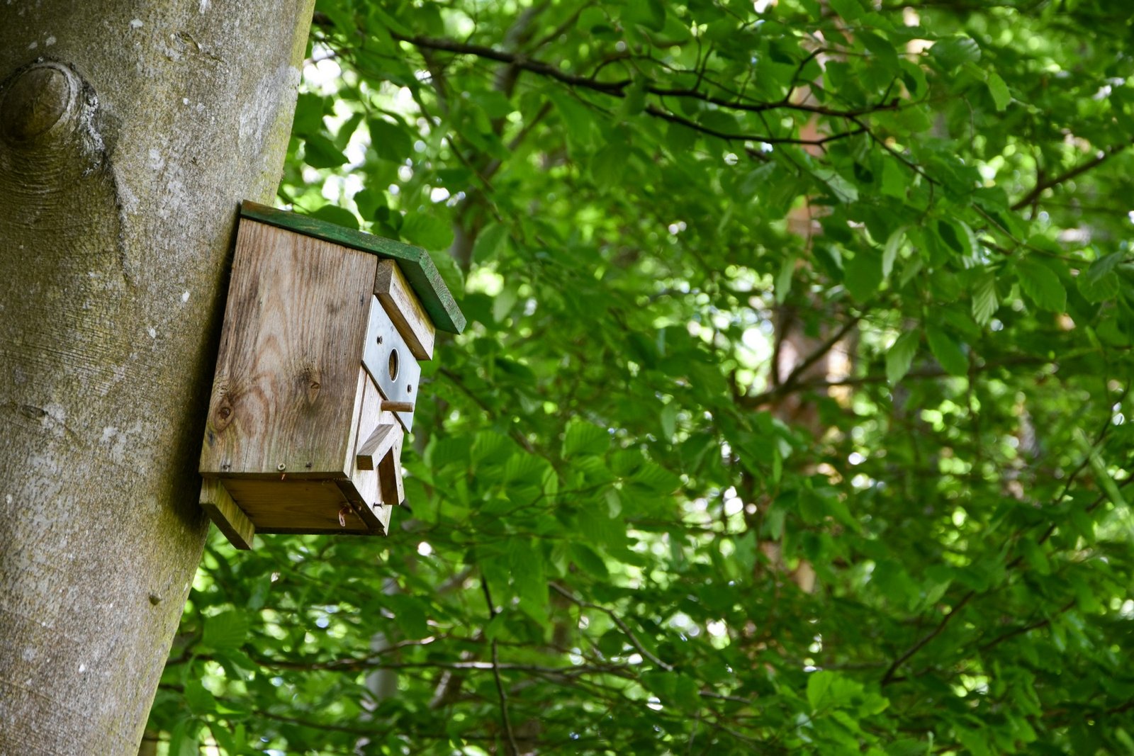 Bürste reinigt eine Holzoberfläche im Freien