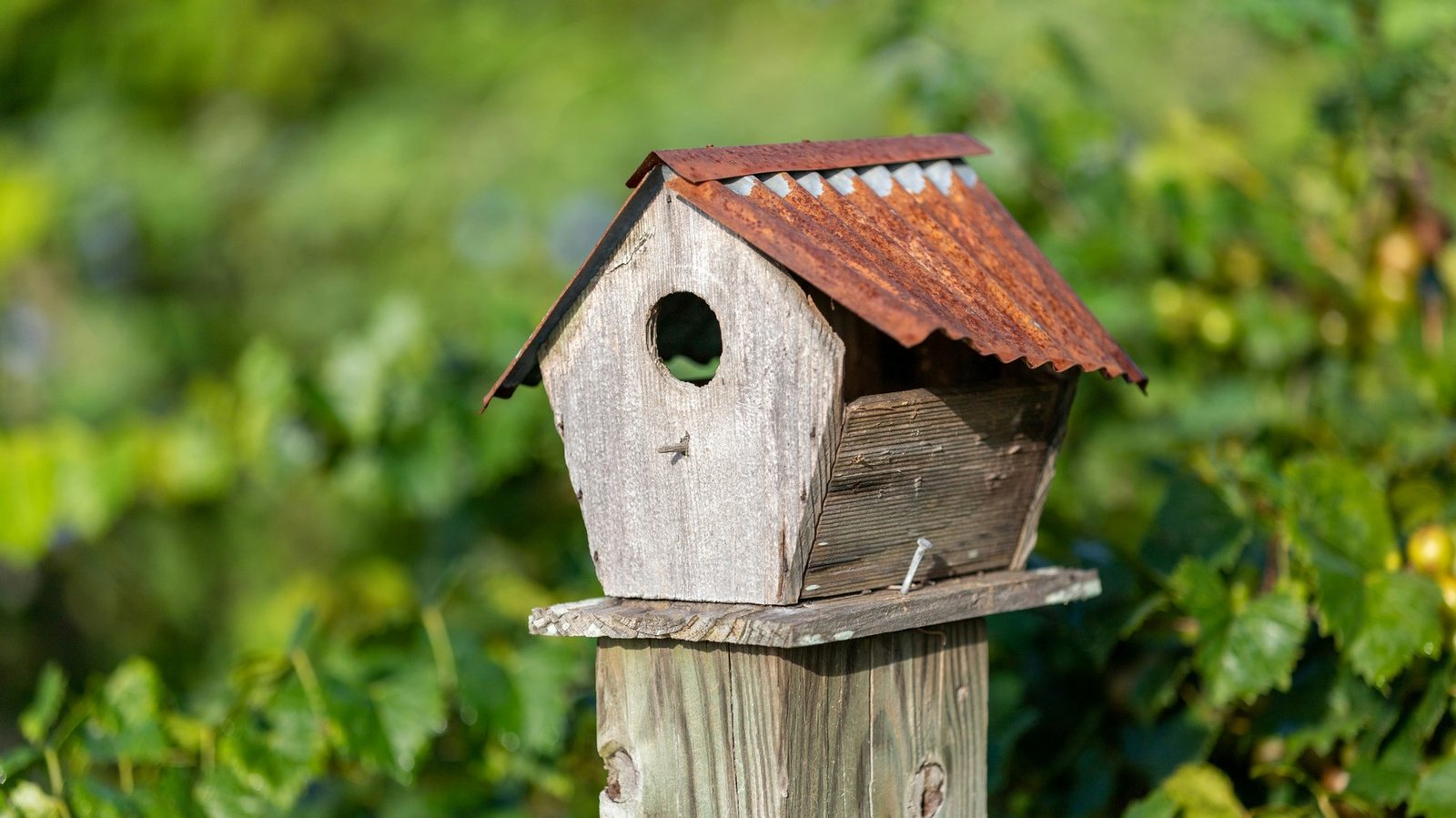Nahaufnahme eines Holz-Nistkastens im Garten