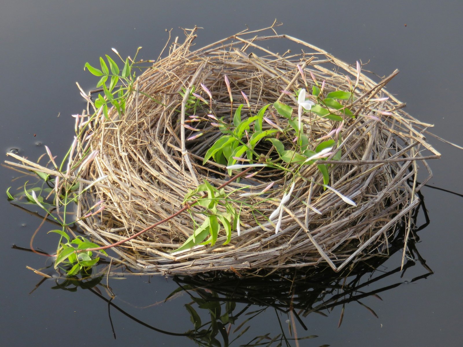 Altes Vogelnest aus Stroh und Naturmaterial