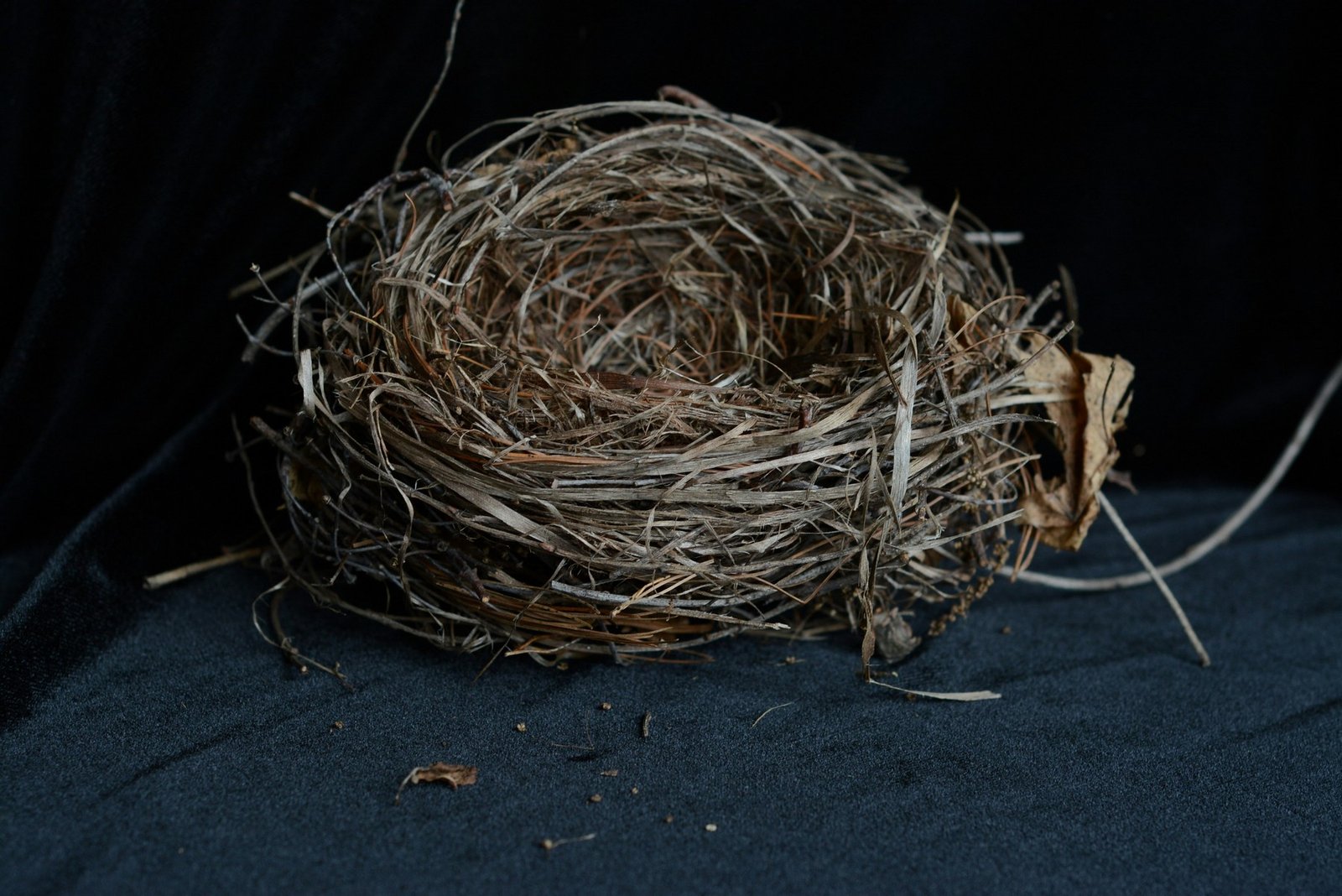 Altes Vogelnest aus Naturmaterialien in Detailansicht