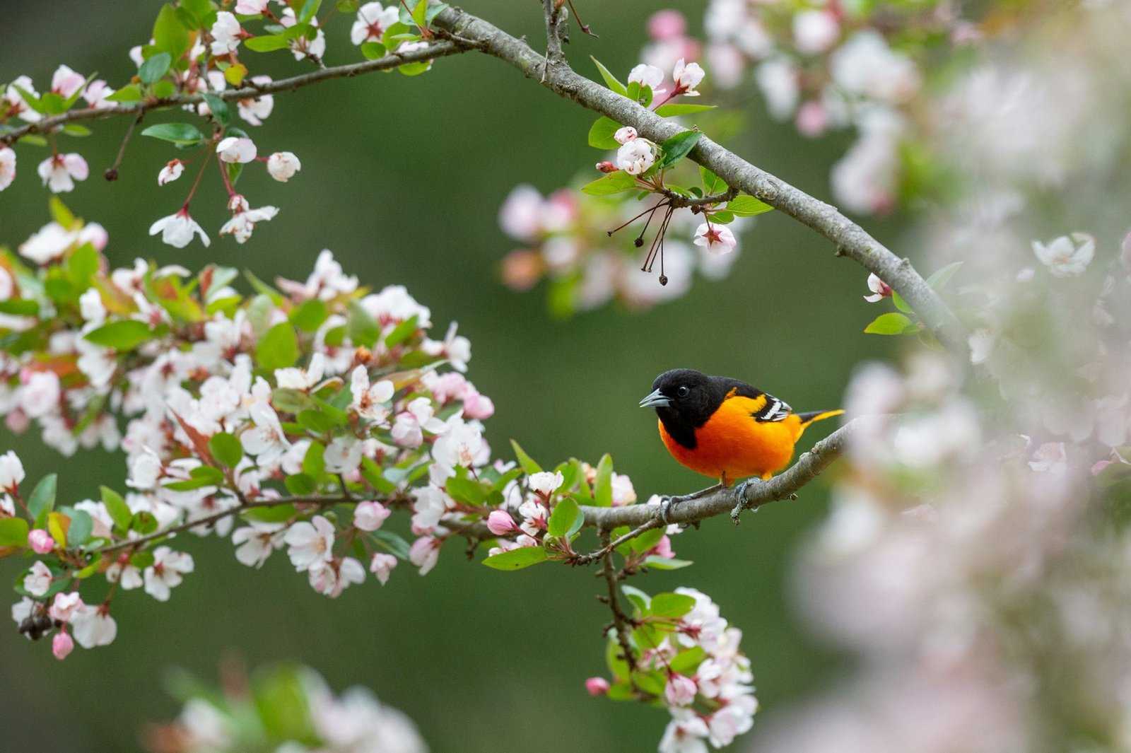 Garten im Frühling mit Vögeln