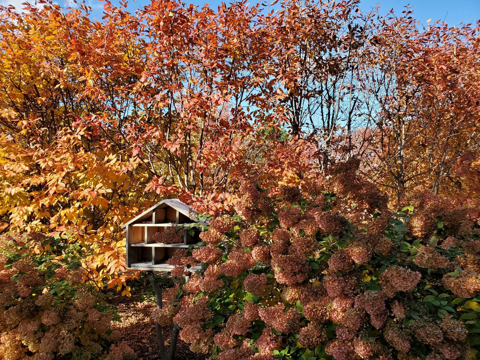 Nistkasten im Herbstgarten