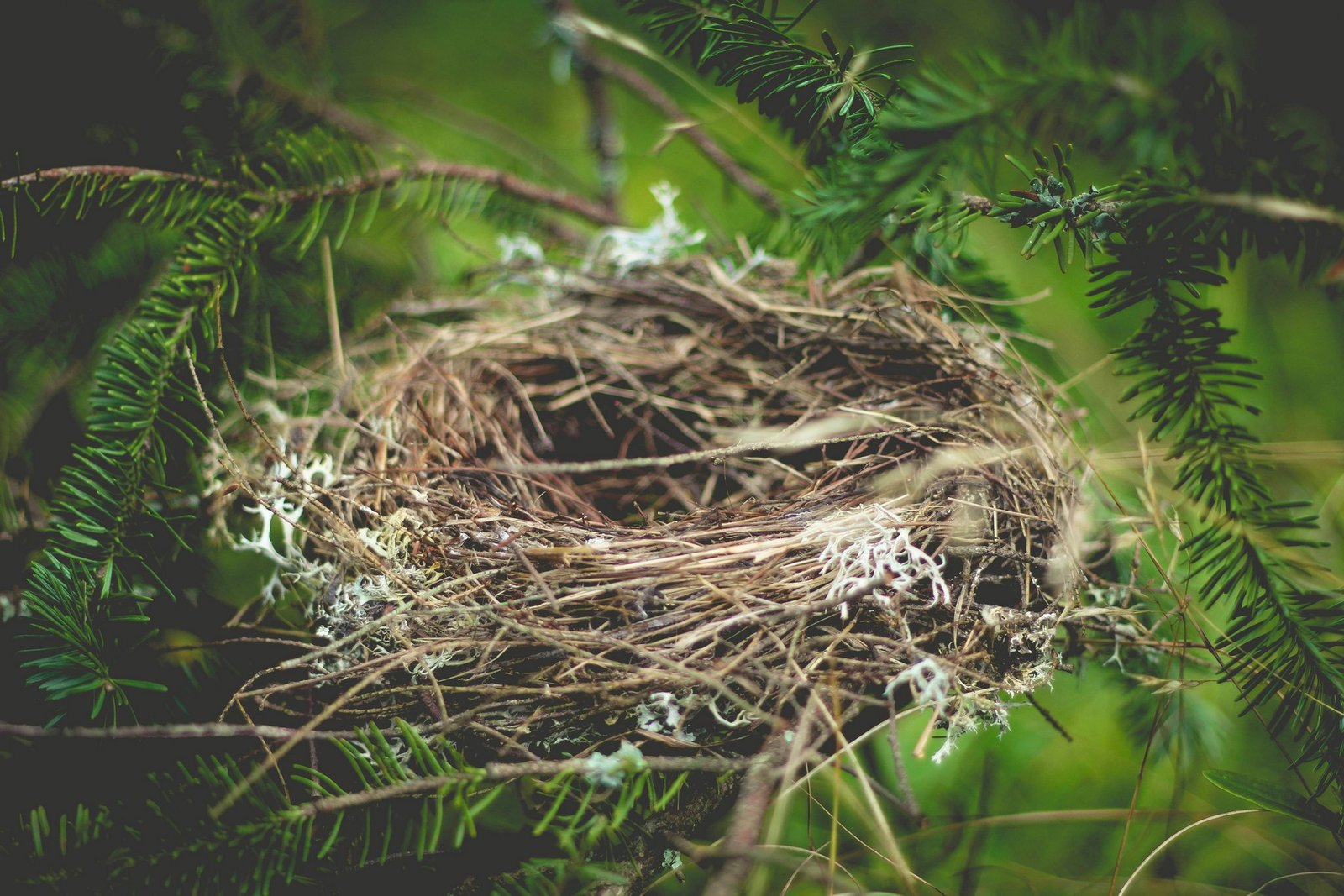 Detailansicht eines Vogelnests aus natürlichen Materialien
