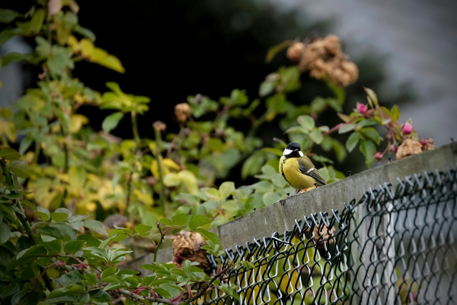 Kleiner Vogel kehrt in den Garten zurück